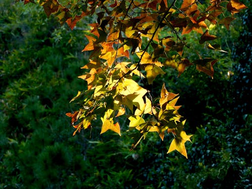 Free Yellow and Brown Maple Leaves on a Tree Stock Photo