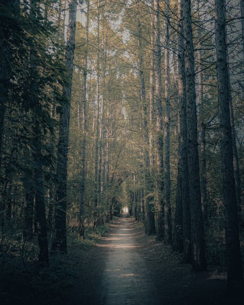 Free Forest Pathway Between Trees Stock Photo