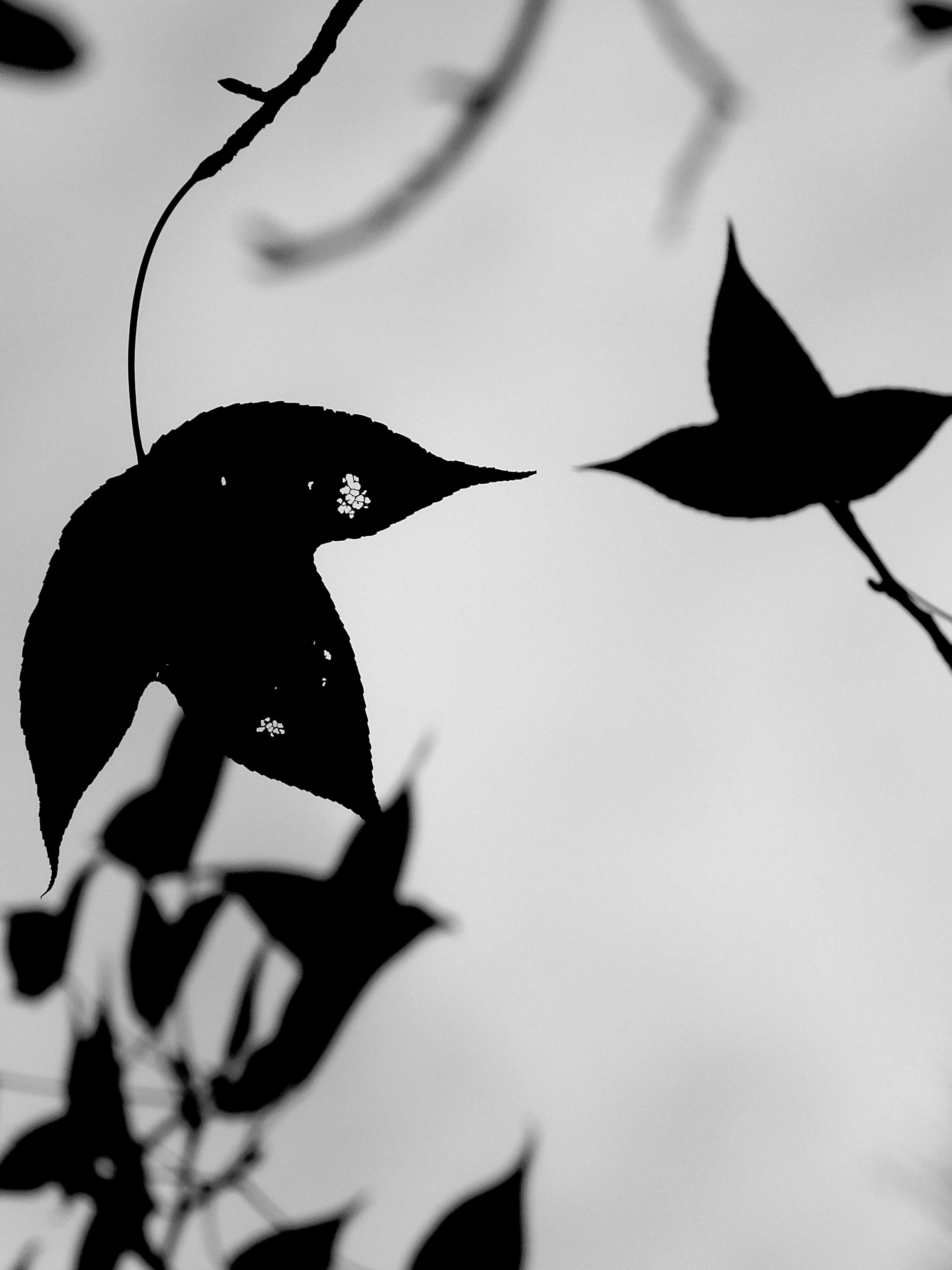 Black and white silhouette of leaves creating artistic monochrome shapes.