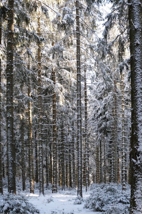 Free Trees in the Forest During Winter Season Stock Photo