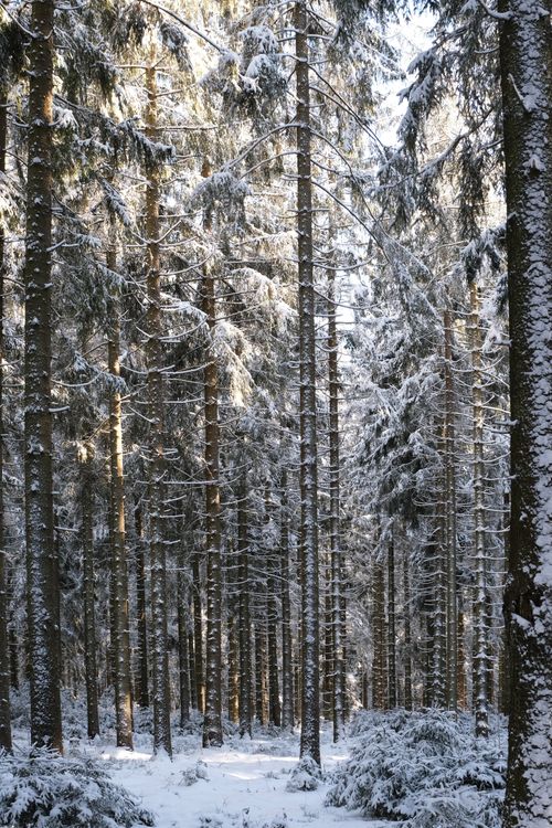 Free Beautiful snowy forest captured in winter, showcasing tall trees and serene wilderness. Stock Photo