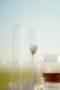 Close-up View of Flower Head in Glass Test Tube