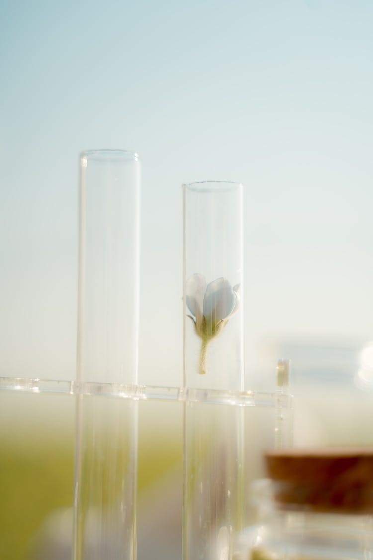 Close-up View Of Flower Head In Glass Test Tube