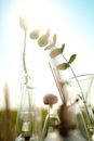 Plants in Glass Laboratory Flasks