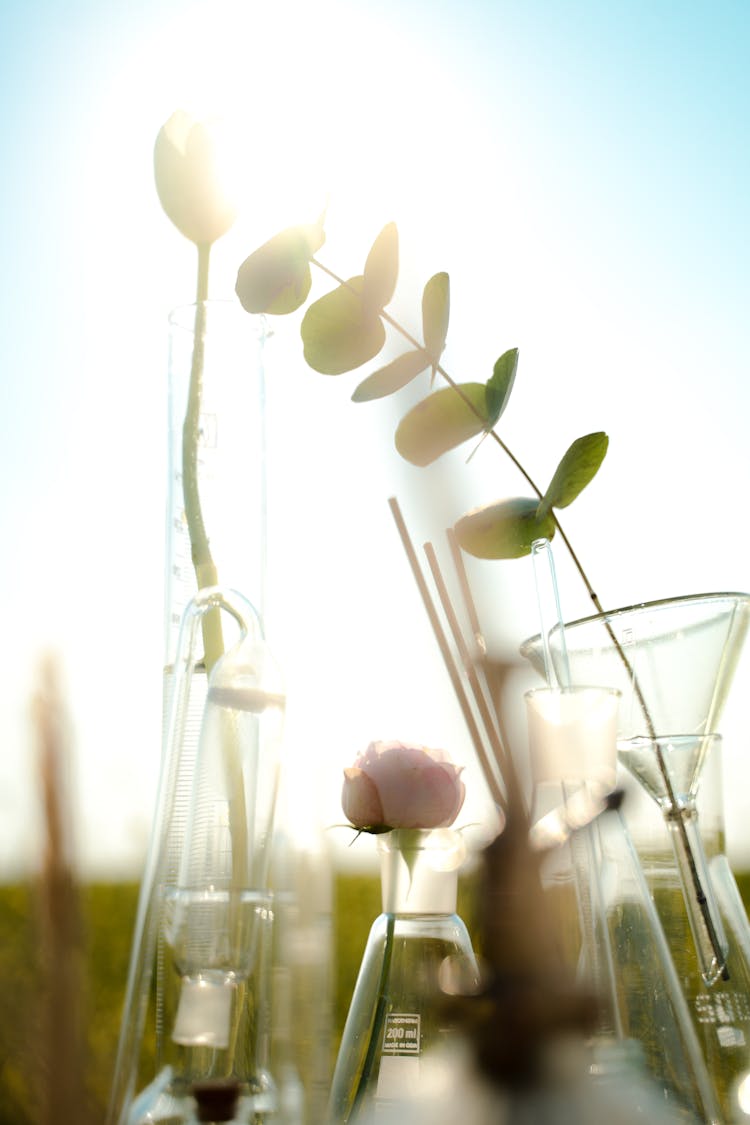 Plants In Glass Laboratory Flasks