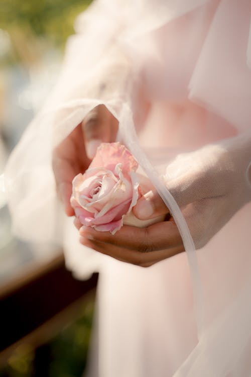 Hands Holding Pink Rose Flower