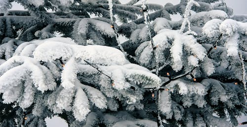 Kostenloses Stock Foto zu jahreszeit, kalt, nadelbaum