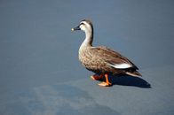 Brown Duck on Blue Water