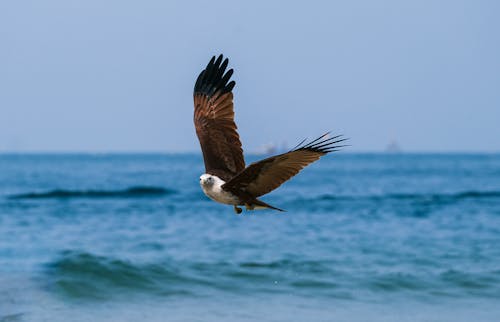 Brown and White Bird Over the Sea Waves