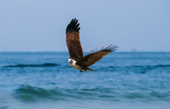 eagle photo
