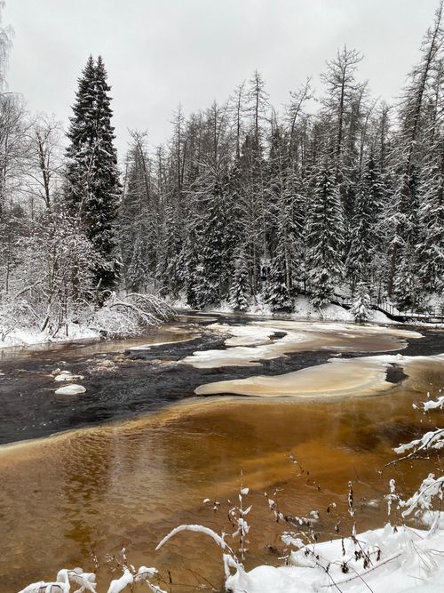 Free Serene winter scene featuring a river bordered by snow-covered trees under a cloudy sky. Stock Photo