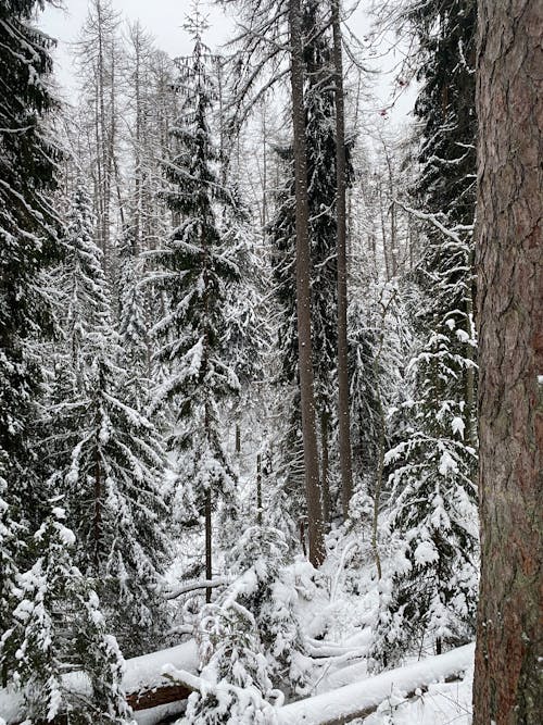 Pine Trees Covered With Snow