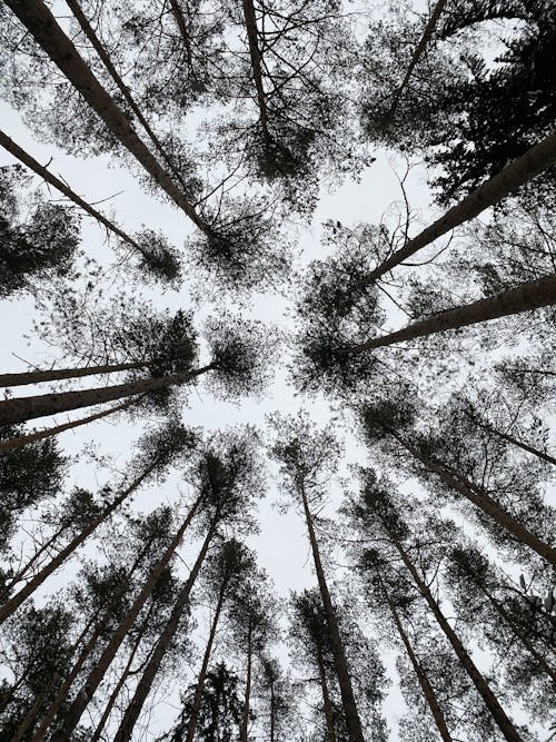 Free Worm's-Eye View Photograph of Tall Trees Stock Photo