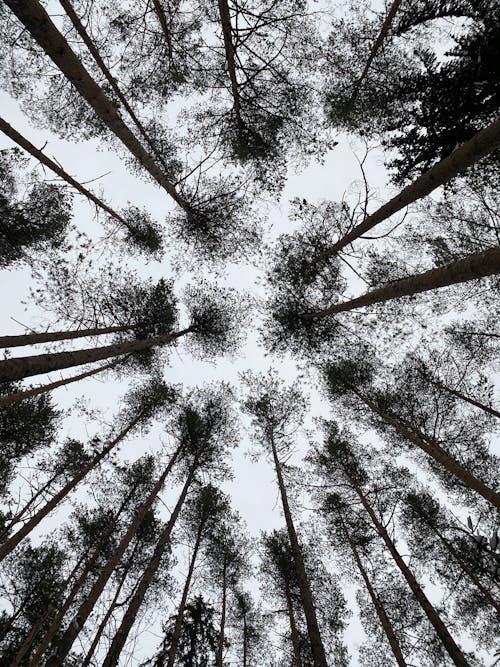 Worm's-Eye View Photograph of Tall Trees