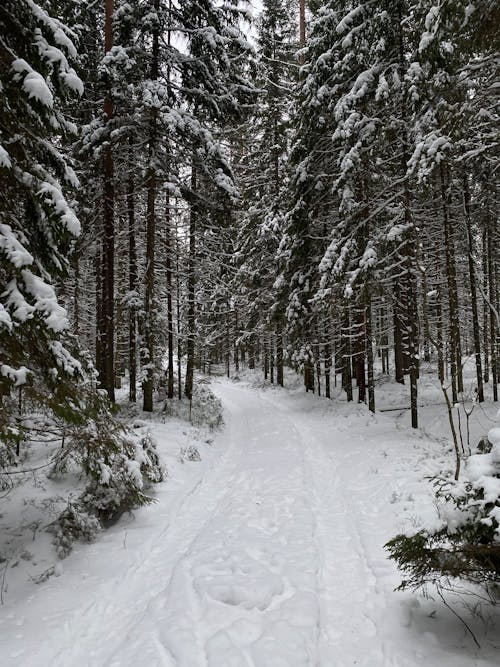 Free A Snow Covered  Forest with a Narrow Pathway Stock Photo