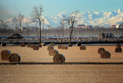 Bales of hay on a Grass Fields