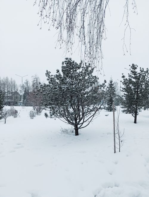 Free A serene winter landscape in Berdsk, Russia, showcasing snow-covered trees and a quiet ambiance. Stock Photo