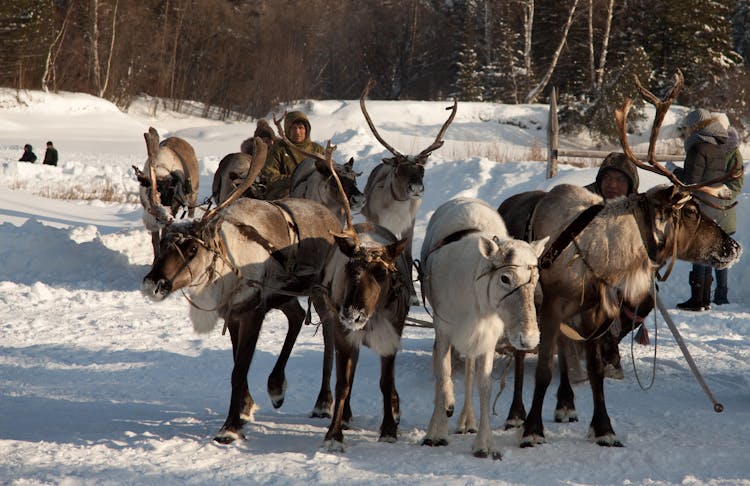 Reindeer Sledding In Winter