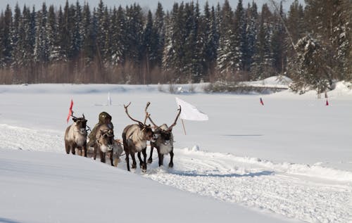 Photograph of Reindeers on White Snow