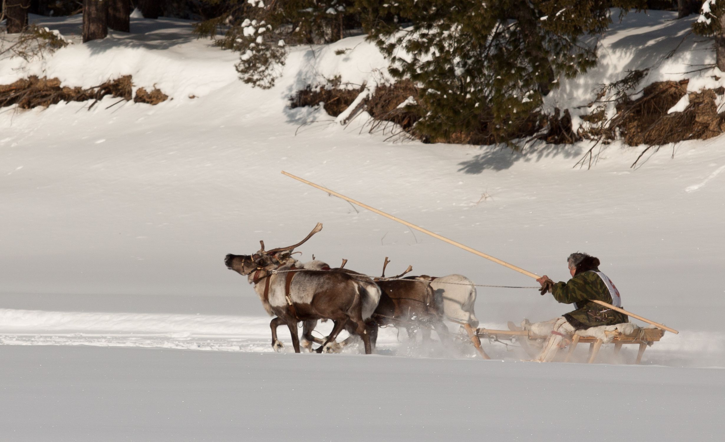 A Set of Animals Pulling a Sled on Snow Covered Ground ยท Free Stock Photo