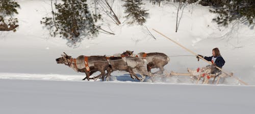 Reindeer Pulling a Sled