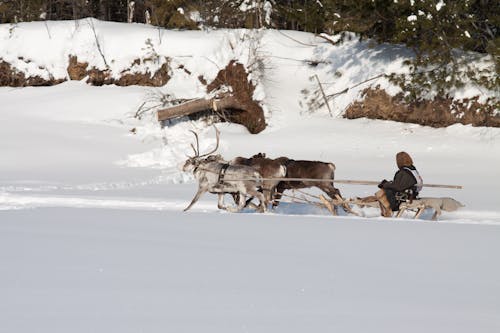 A Set of Animals Pulling a Sled on Snow Covered Ground
