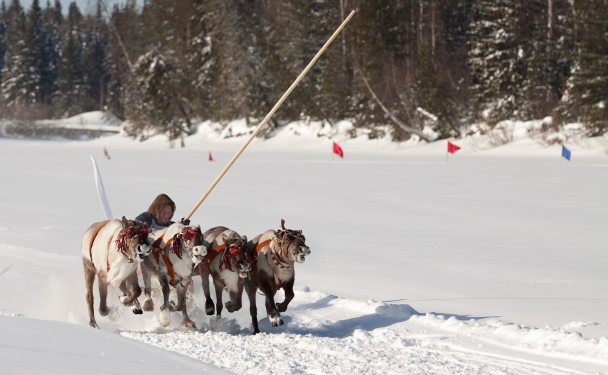 A Person Riding Sled on Snow Covered Ground