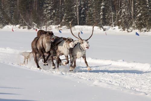 Reindeer Running while Pulling a Sled