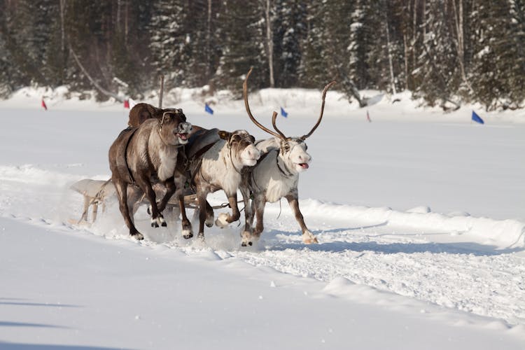 Reindeer Running While Pulling A Sled