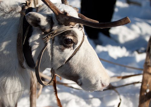 A White Cow with Leash on Snow Covered Ground