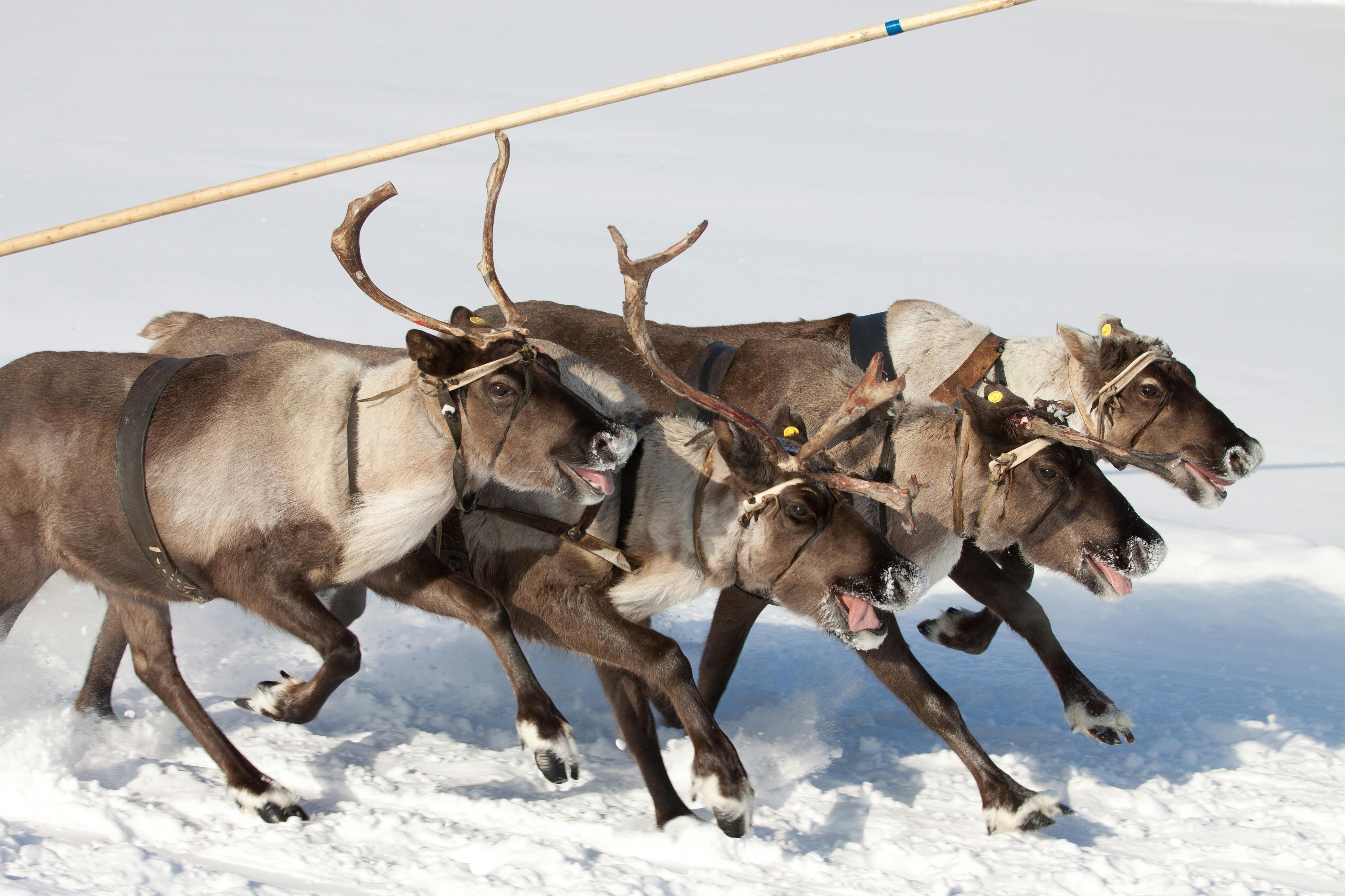 Free Herd of Brown Reindeer on Snow Covered Field Stock Photo