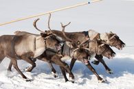 Dynamic capture of reindeer herd running through snowy landscape, showcasing winter wildlife behavior.