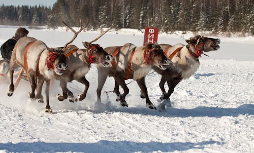 Photo of a Person Reindeer Sledding