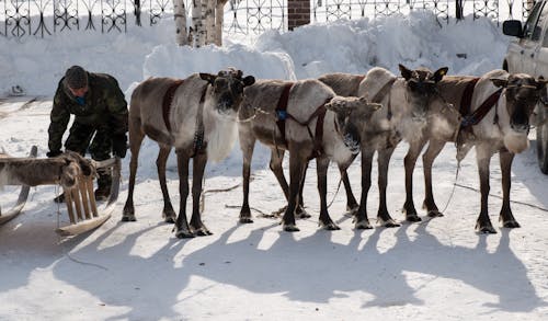 감기, 겨울, 그룹의 무료 스톡 사진