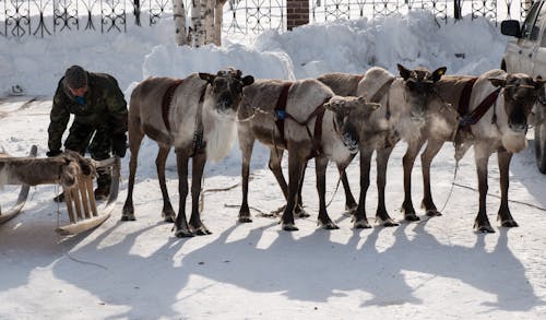 Herd of Goats on Snow Covered Ground