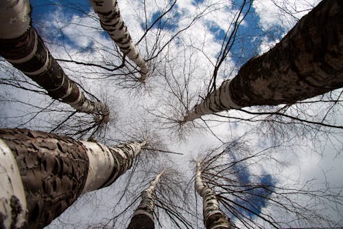 A Low Angle Shot of Leafless Trees Under the Blue Sky and White Clouds
