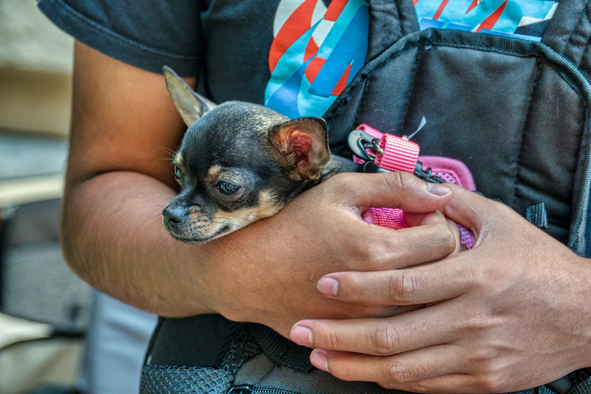 Une personne tenant un chiot noir