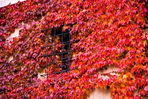 Photos gratuites de arbres d'automne, automne, couleur des feuilles d'automne