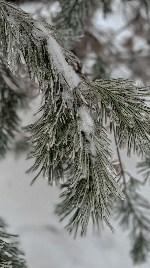 Free Close-up of a snow-covered pine branch, showcasing frozen details in a serene winter setting. Stock Photo