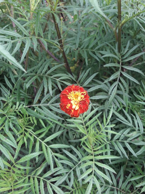 赤い花の無料の写真素材