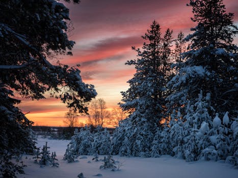 Beautiful snowy forest during sunset with vibrant skies and snow-covered trees, perfect for winter backgrounds.