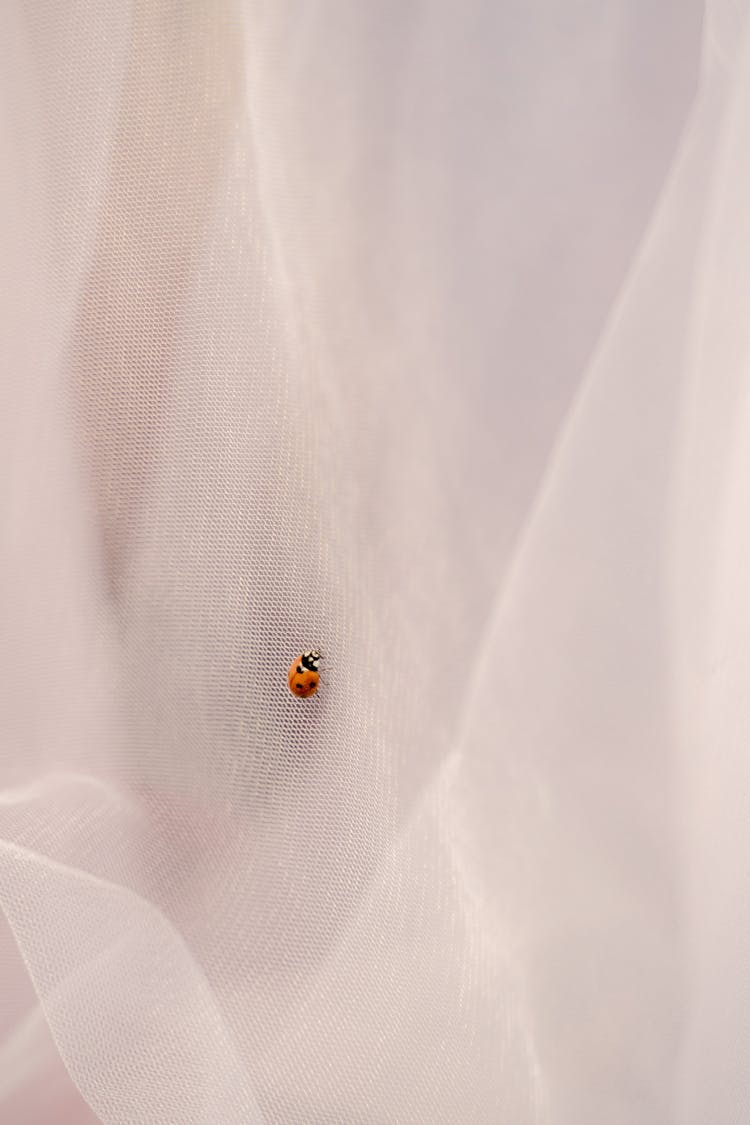 Ladybug On A White Material