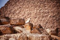 White and Black Bird on Brown Rock