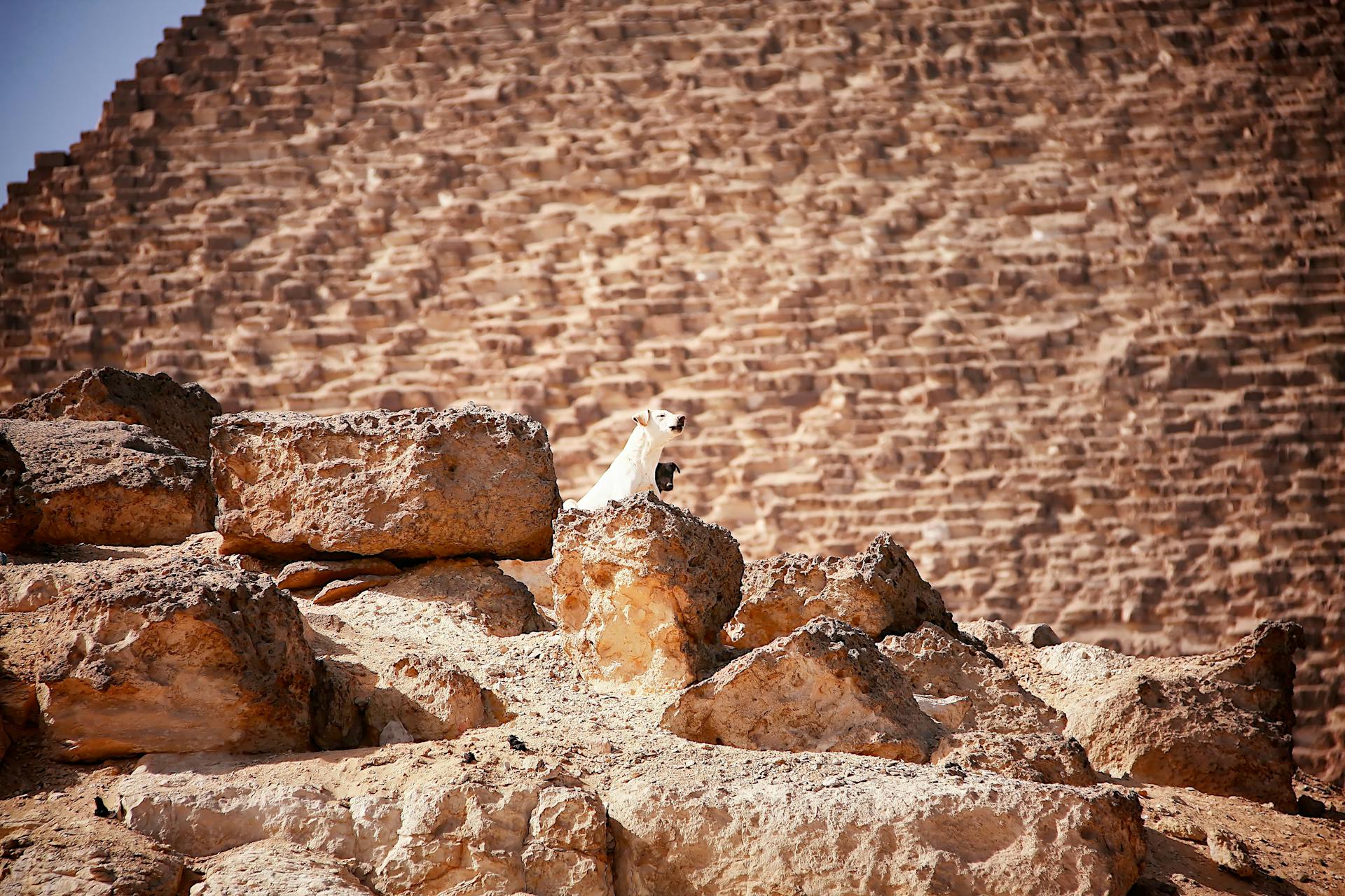 Dogs Barking on Brown Rocks