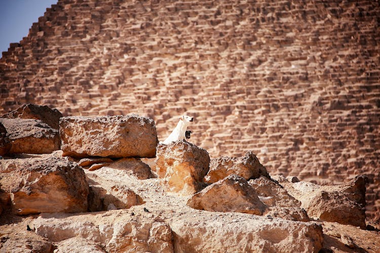 Dogs Barking On Brown Rocks