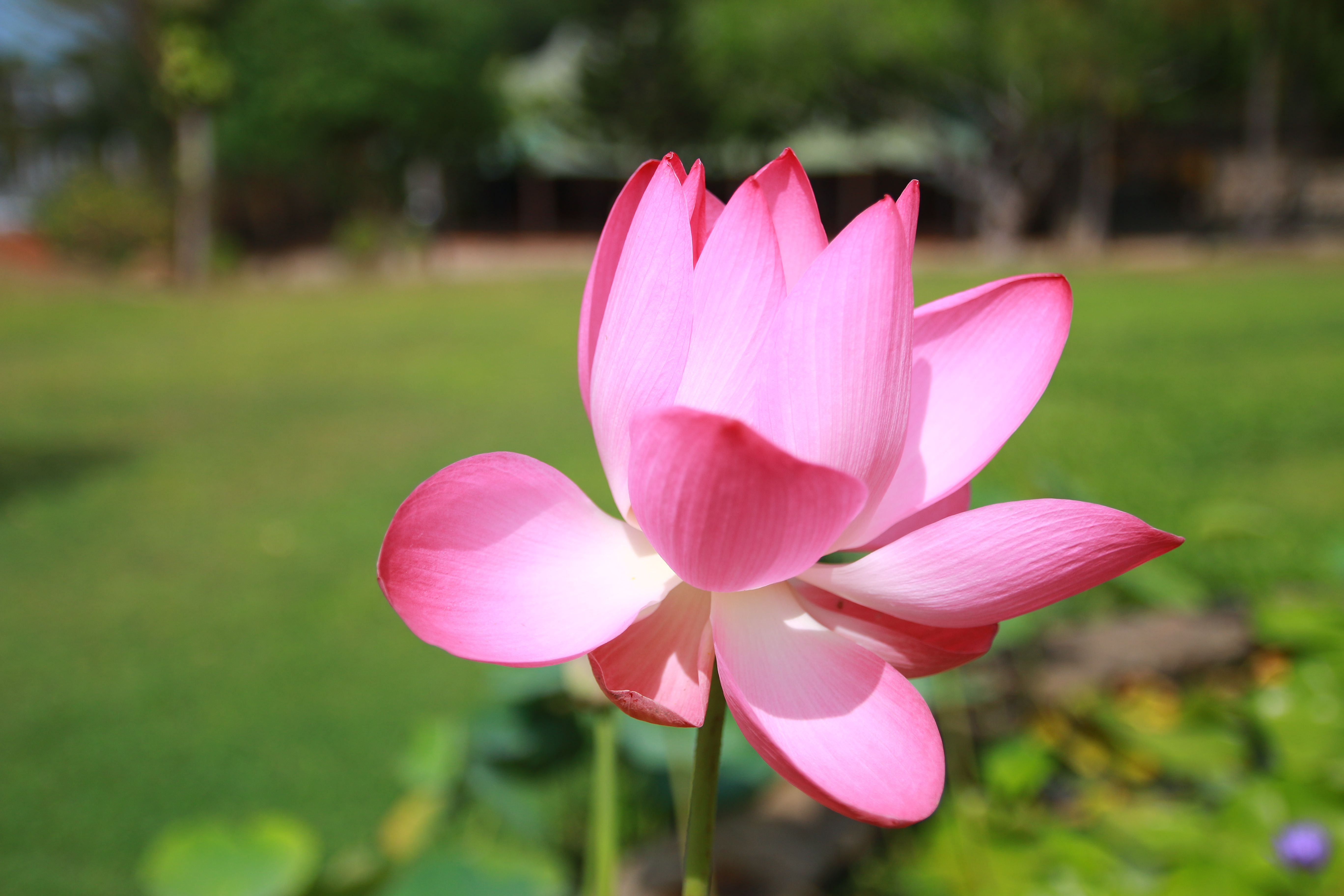 Free stock photo of flor, flora, florir