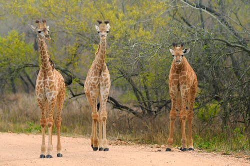 Giraffes Standing on Grassland