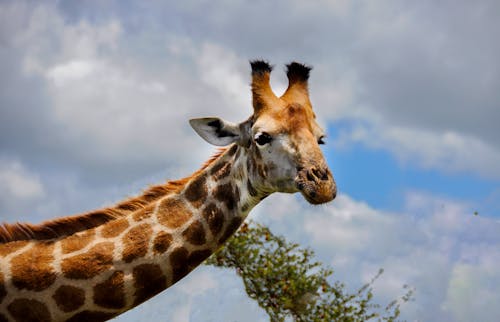 Kostenloses Stock Foto zu giraffe, kopf, langer hals