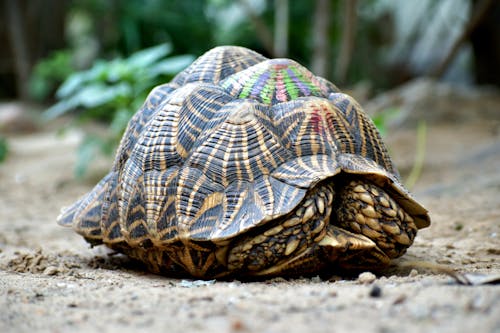 Free Photo of a Turtle Shell Stock Photo