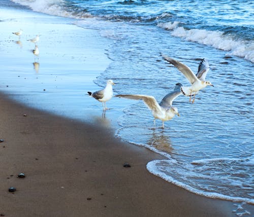 Free White Bird on Beach Shore Stock Photo